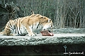 Zoo KBH 1998 0110